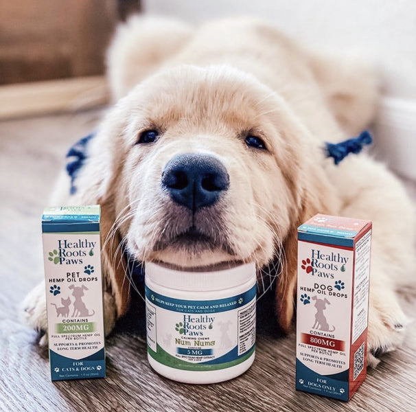 When to Start CBD For Your Pets; It’s Not What you Might Think